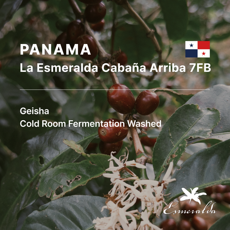 Panama Hacienda La Esmeralda Geisha CRF Washed Cabaña Arriba 7FB