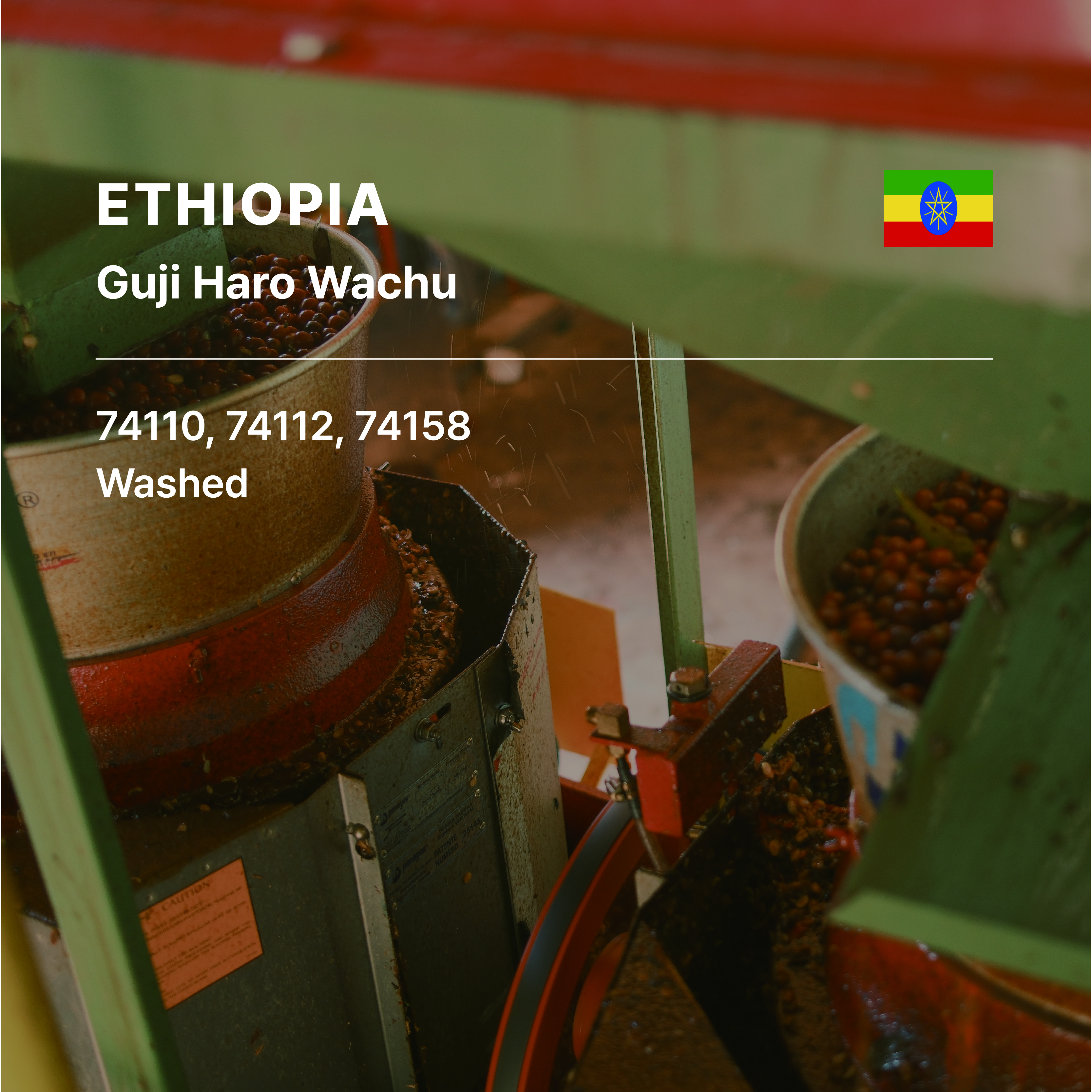 Ethiopia Guji Haro Wachu G1 Washed