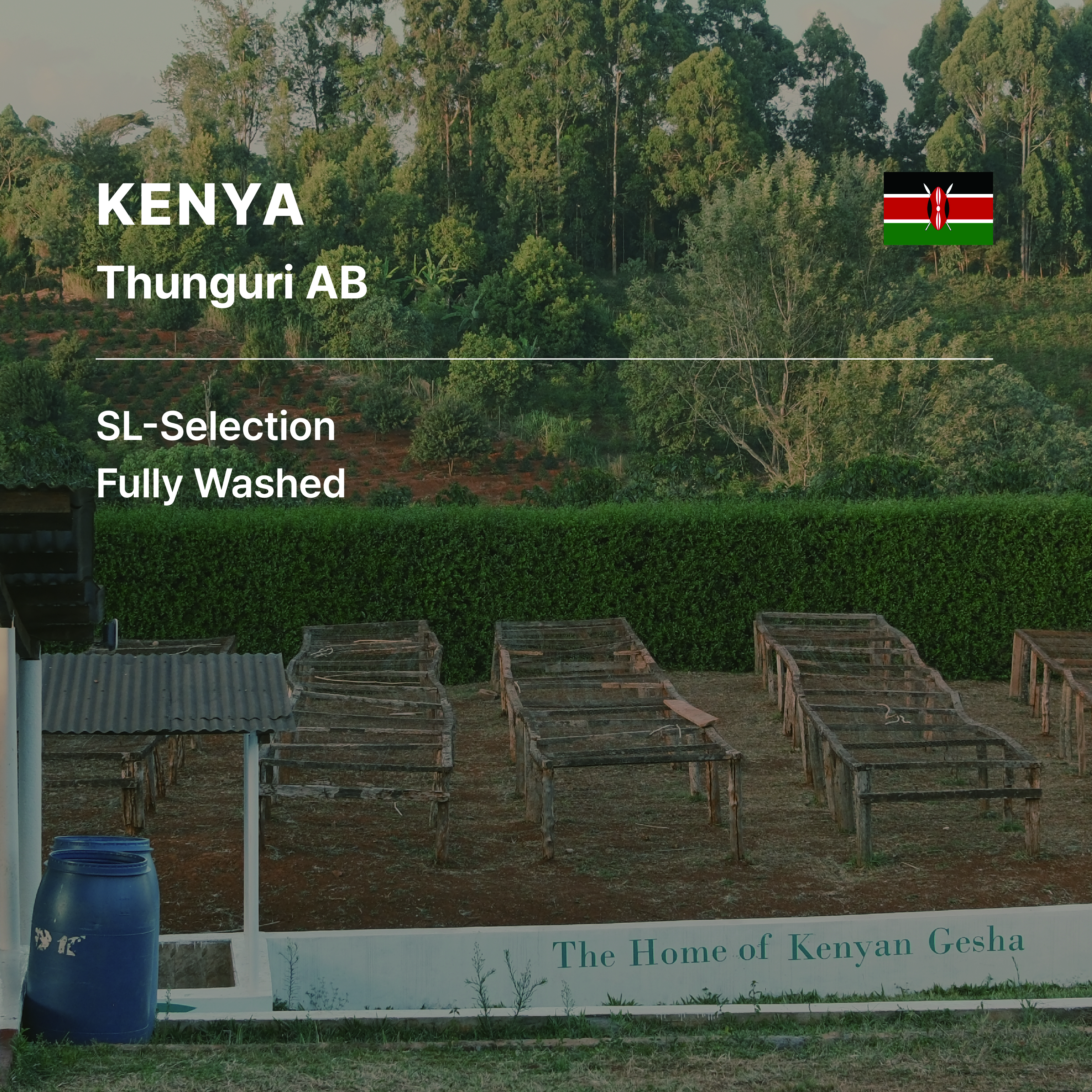 Kenya Thunguri AB Fully Washed