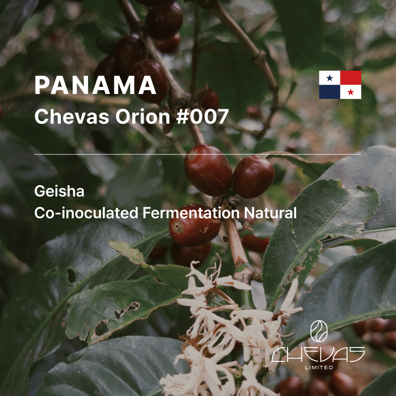 Panama Chevas Geisha CF Natural Orion 007