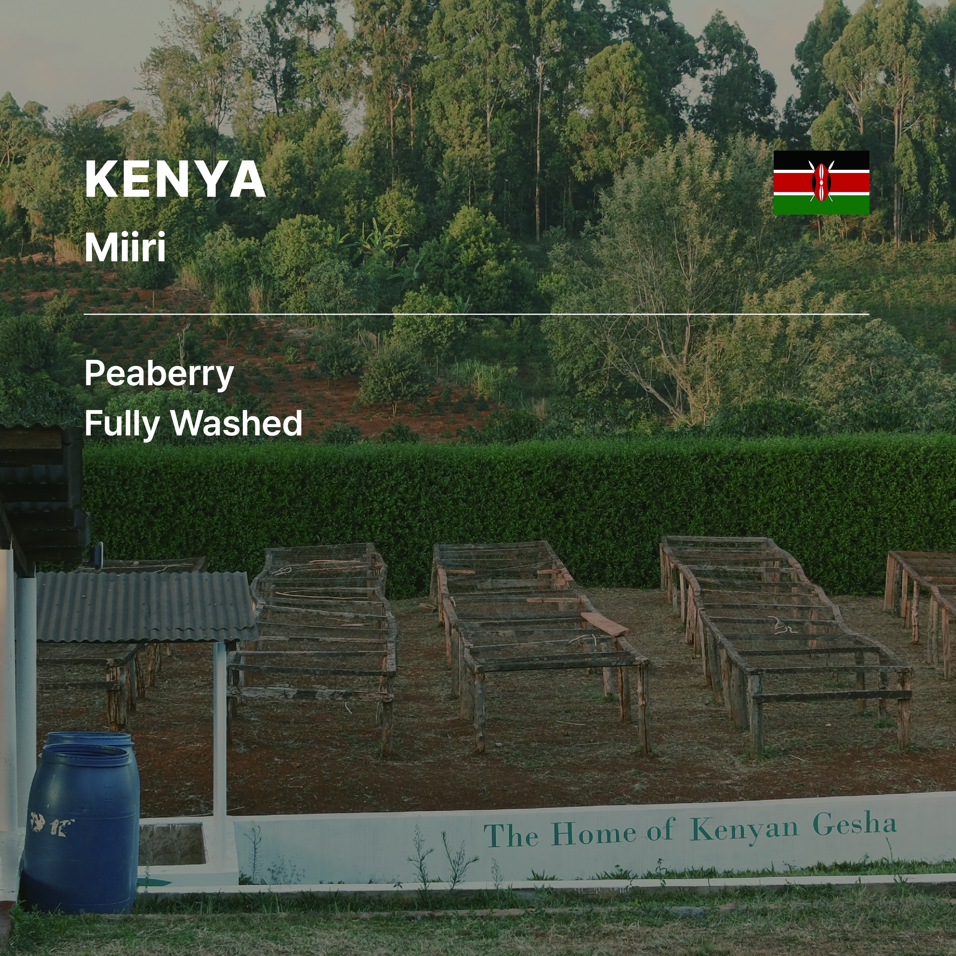 Kenya Miiri Peaberry Fully Washed
