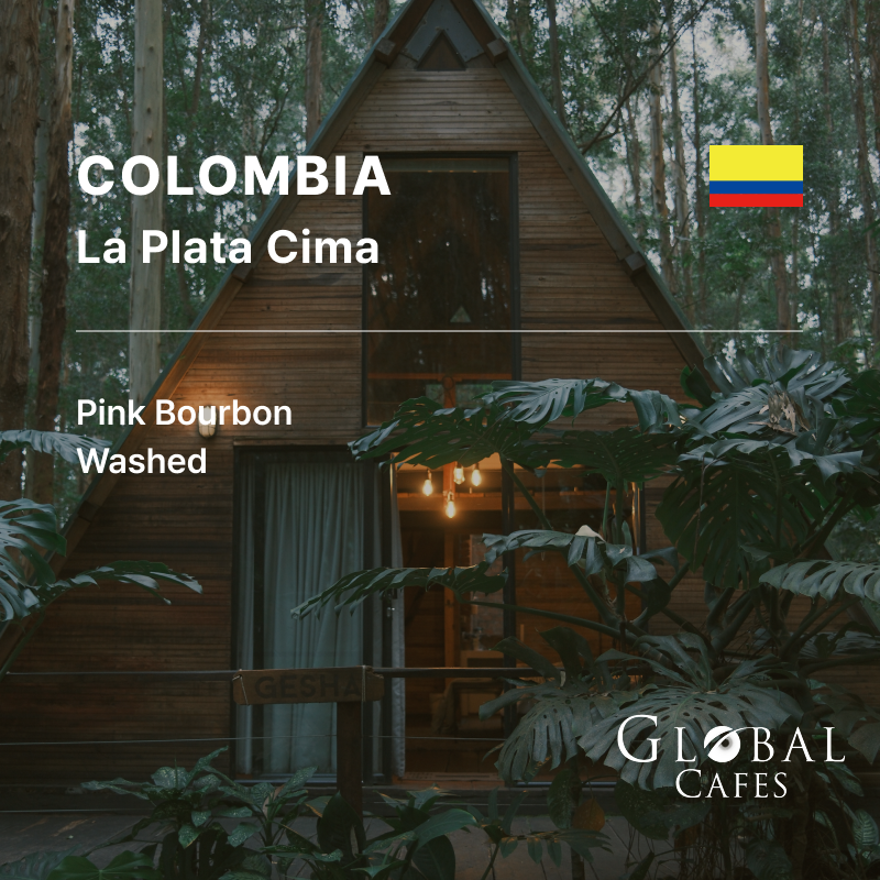 Colombia La Plata Cima Pink Bourbon Washed