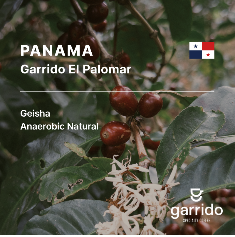 Panama Garrido El Palomar Geisha Anaerobic Natural