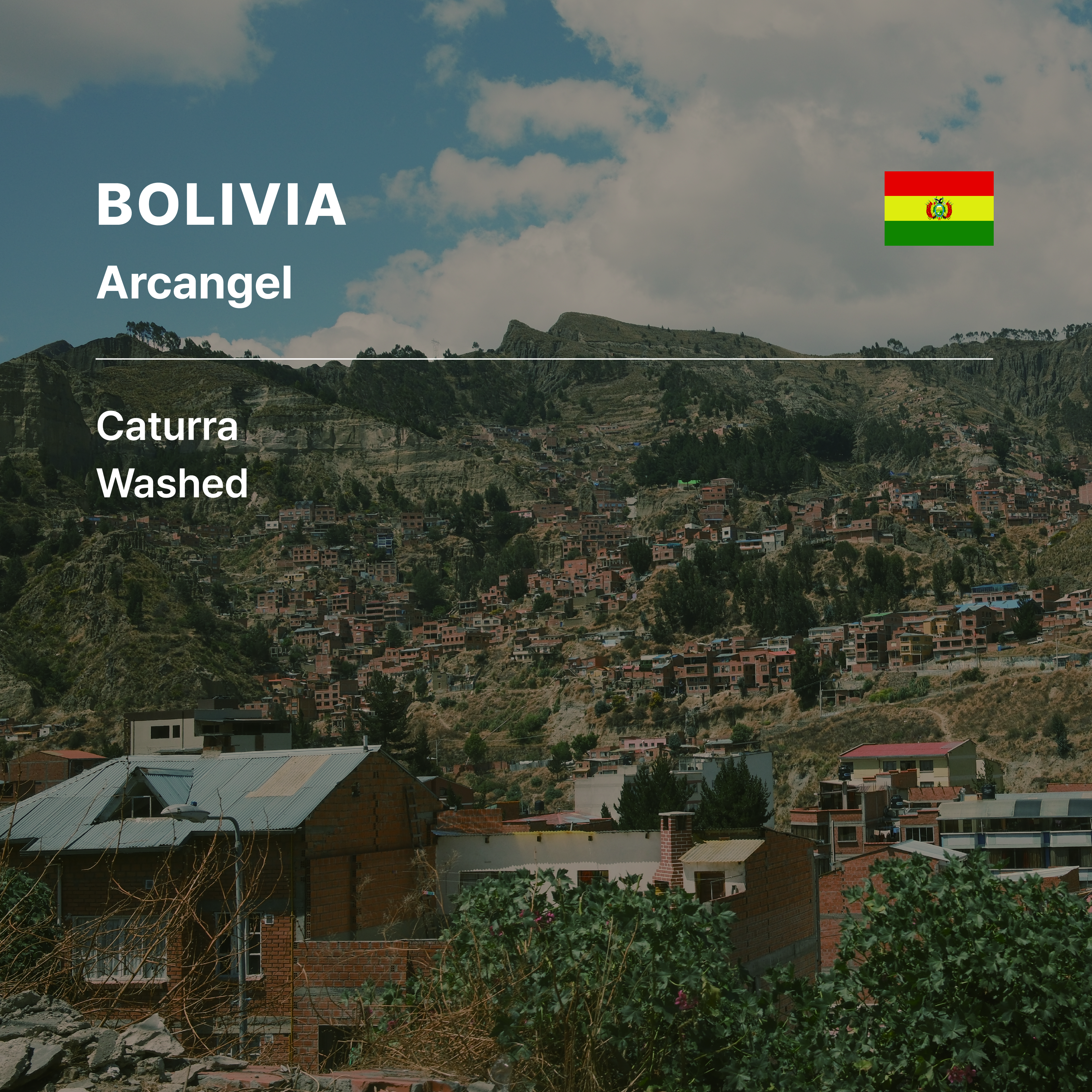 Bolivia Arcangel Caturra Washed