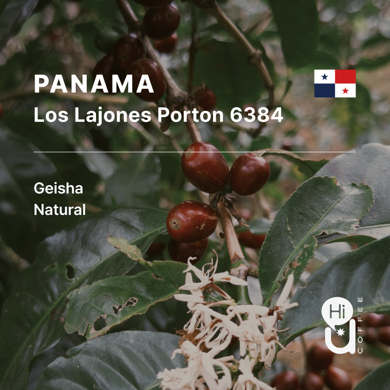 Panama Los Lajones Geisha Natural Porton 6384