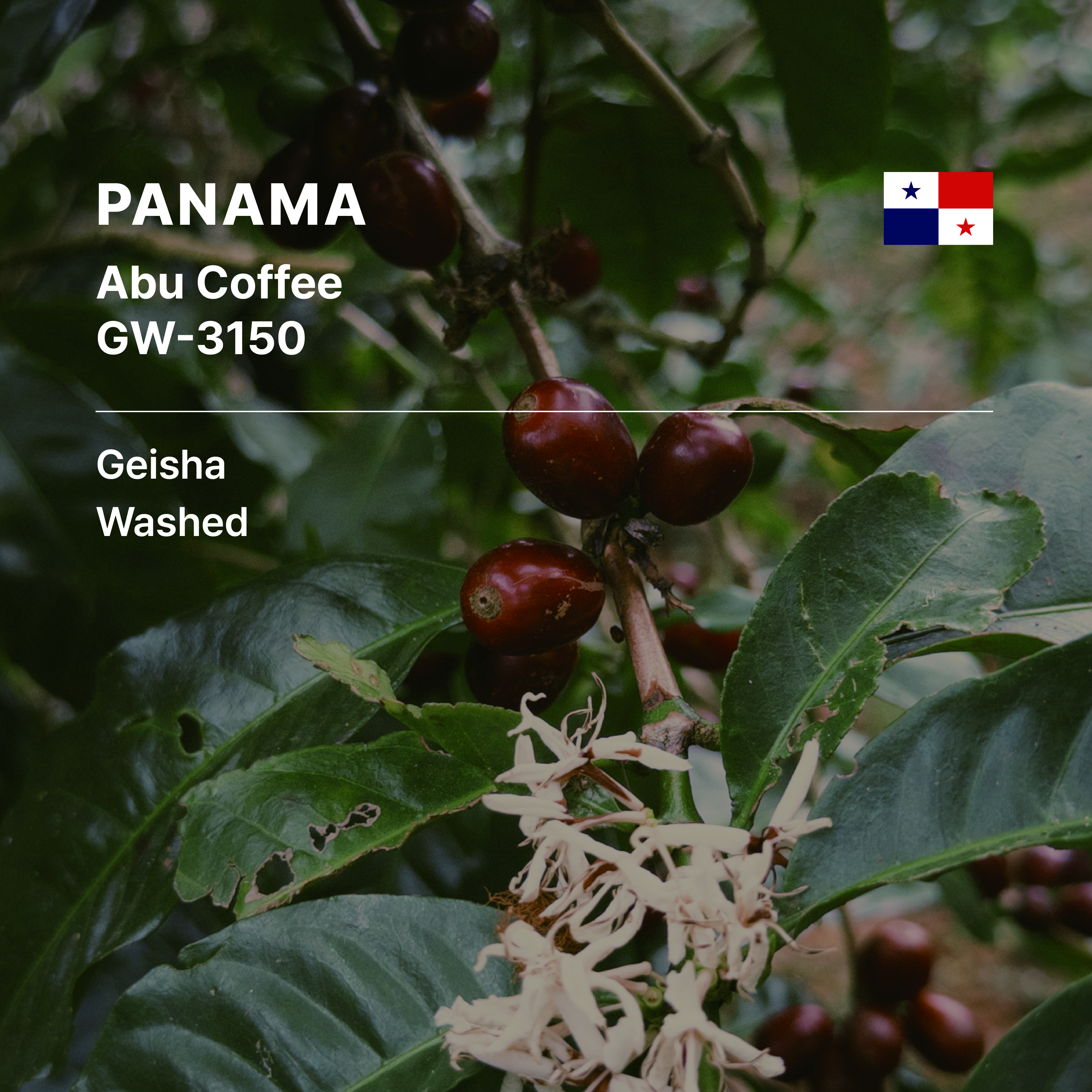 Panama Abu Coffee GW-3150 Geisha Washed