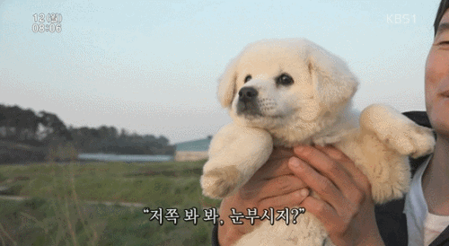 움짤 테스트
