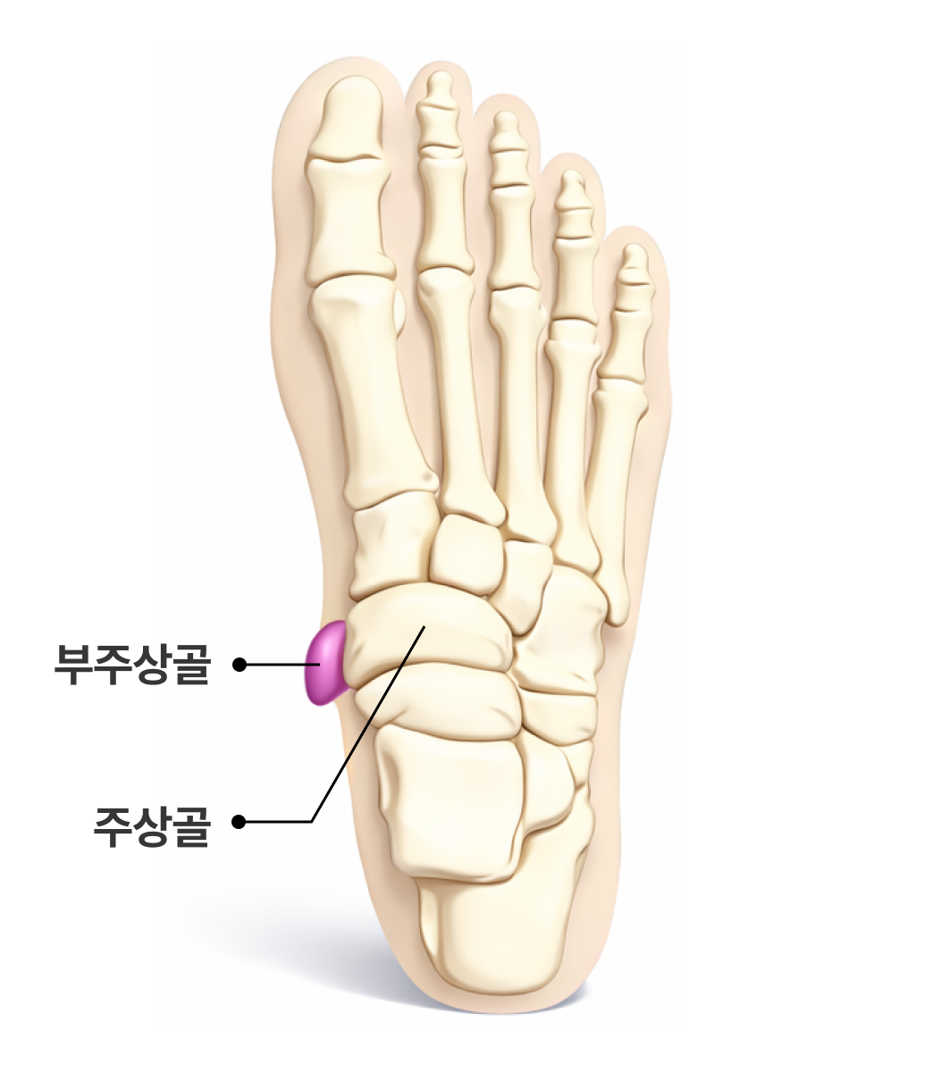 부주상골증후군 해부학 이미지2