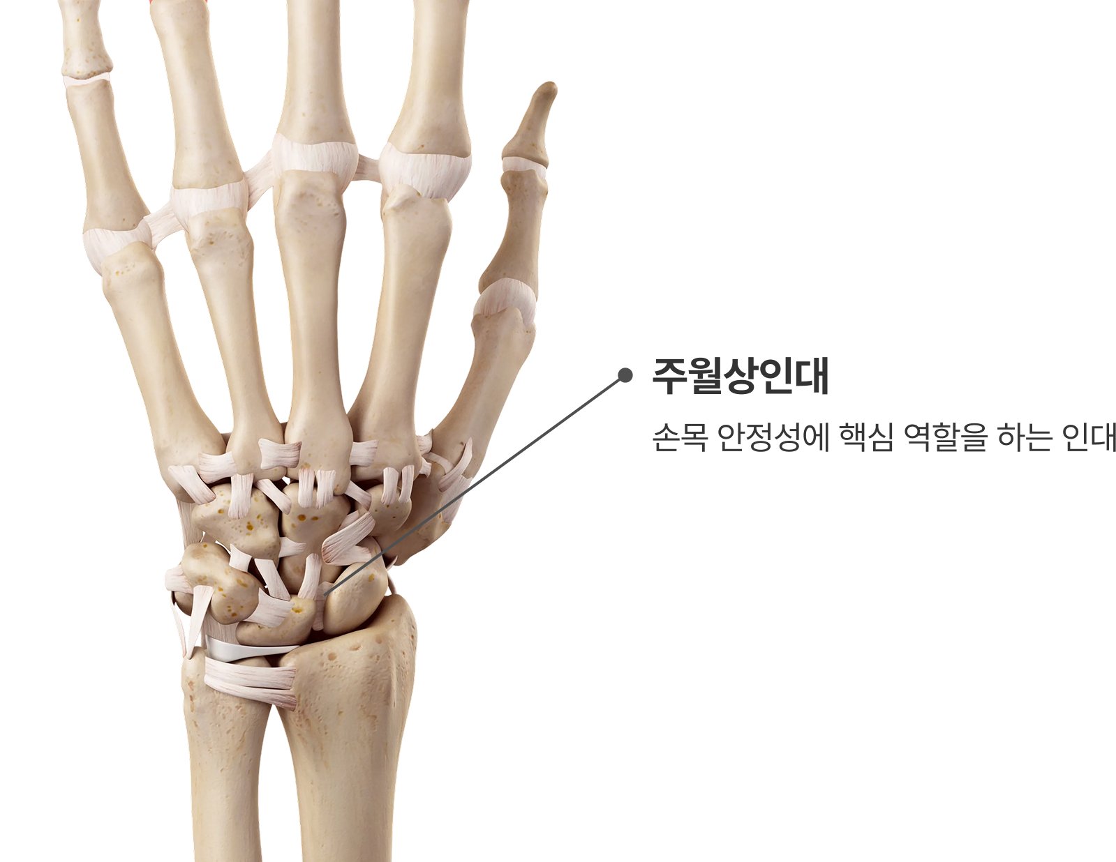 손목 인대 파열의 해부학 이미지