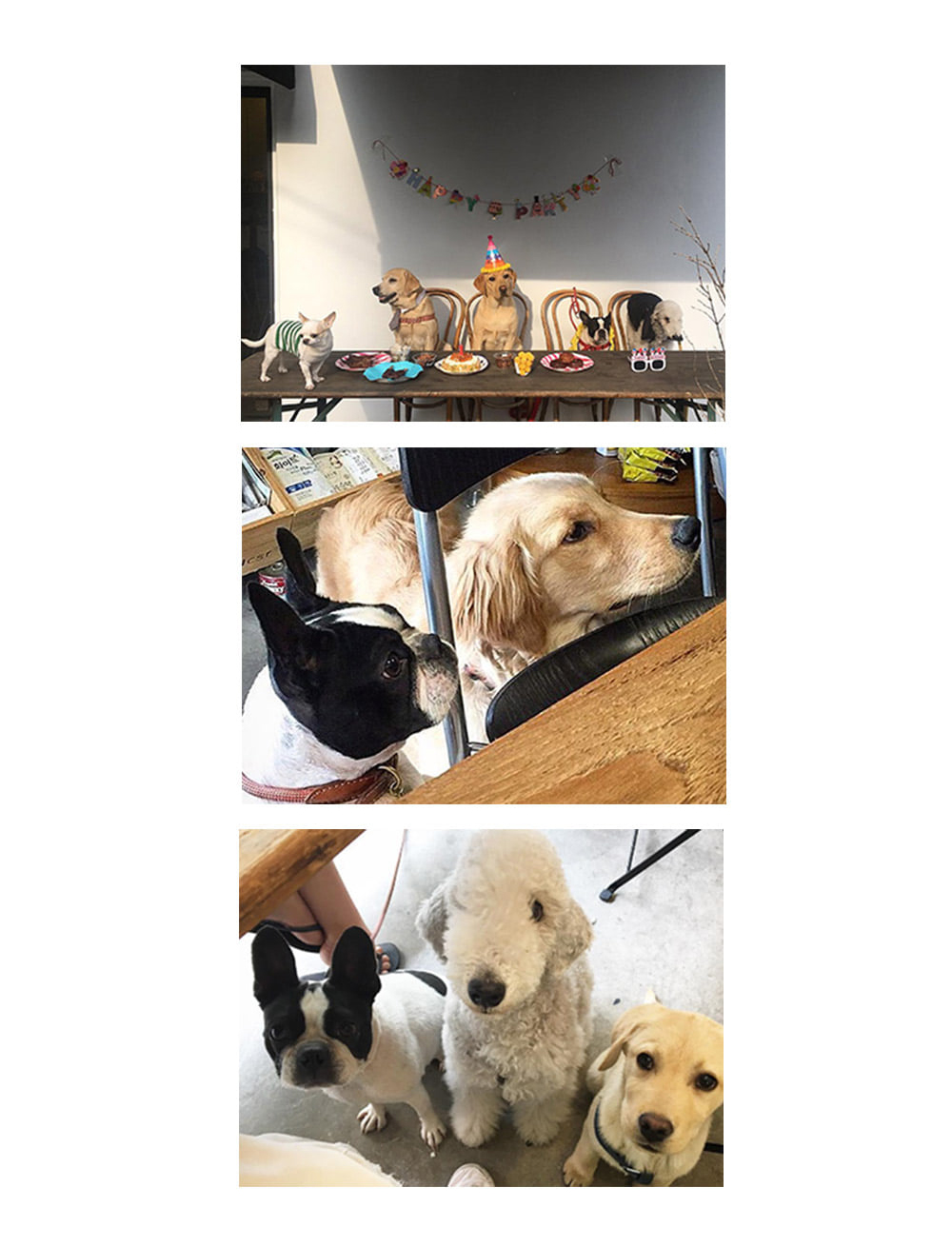 보마켓 강아지 엽서