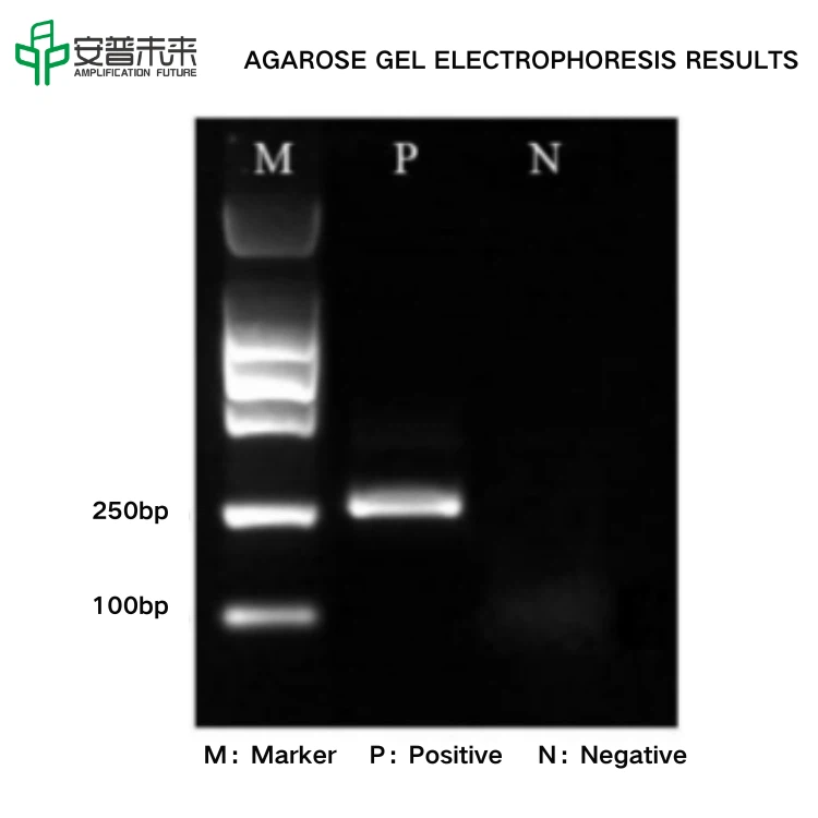 2.DNA-