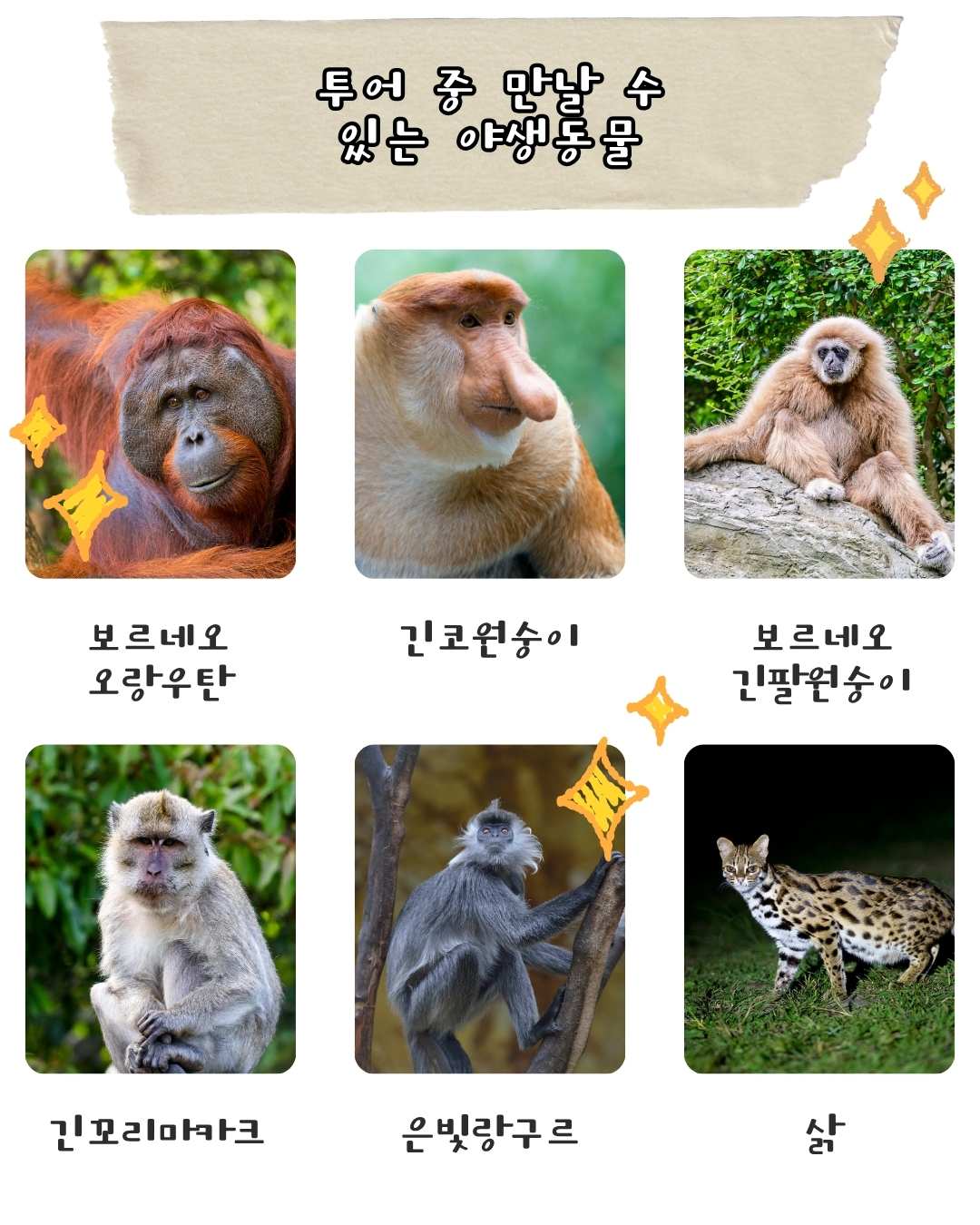칼리만탄 탄중푸팅 국립공원-2박3일 클로톡 보트투어