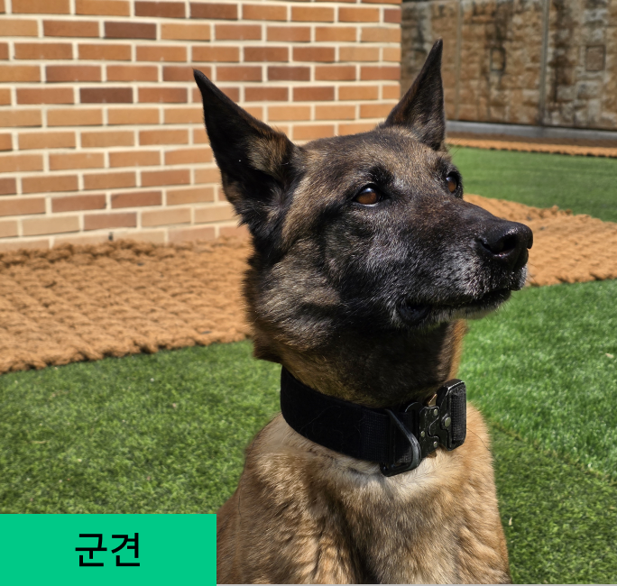 담보